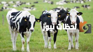 تعرف على شروط استيراد الحيوانات من الخارج