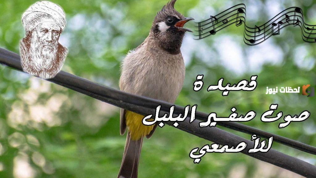 صوت صفير البلبل mp3 بصوت طفل