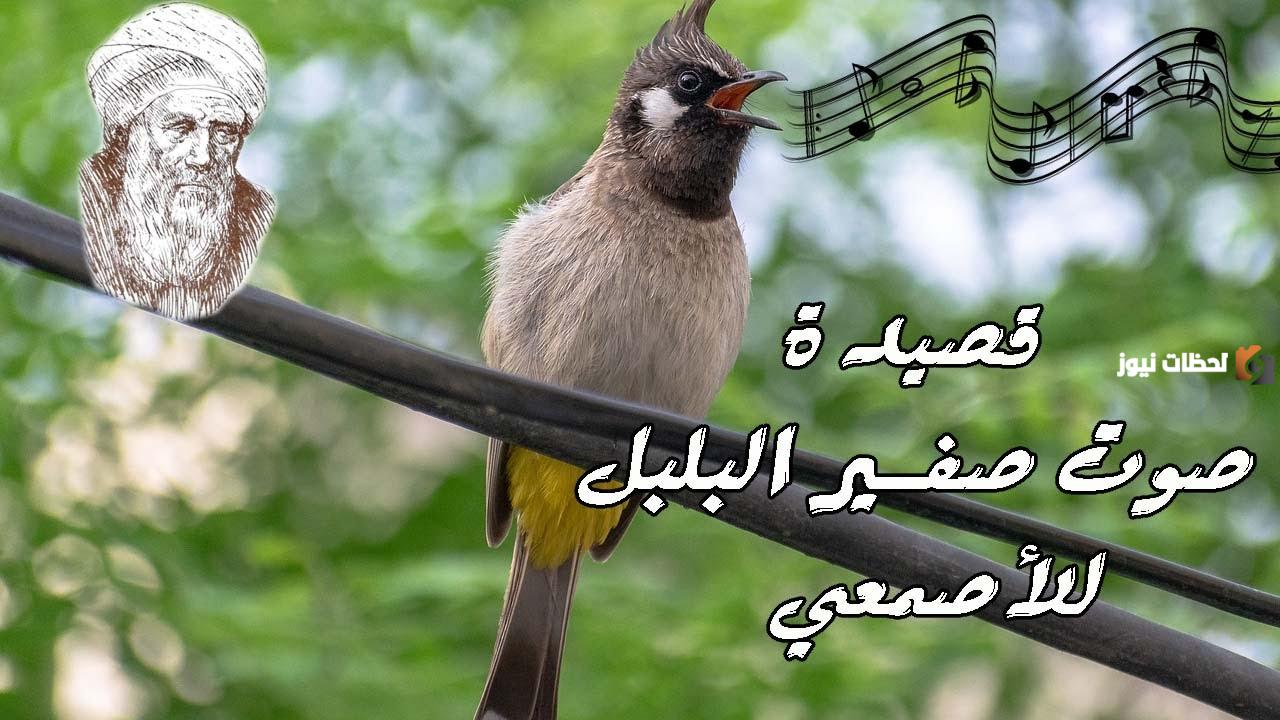 صوت صفير البلبل mp3 بصوت طفل