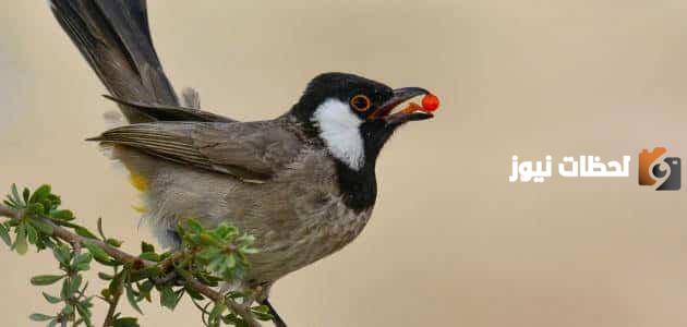 صوت صفير البلبل pdf تحميل