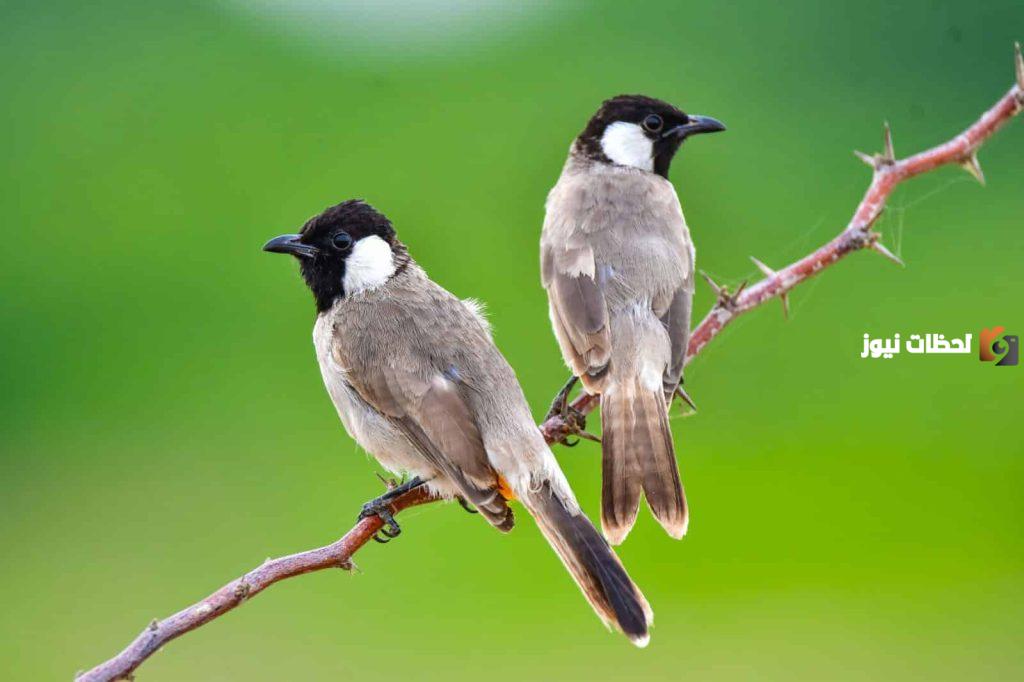صوت صفير البلبل بالانجليزي مترجمة