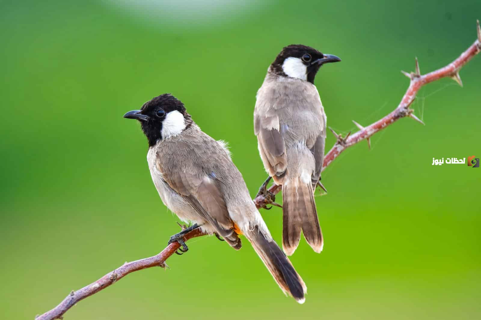 صوت صفير البلبل بالانجليزي مترجمة