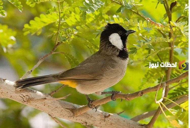 صوت صفير البلبل قصة حقيقية