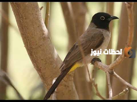 صوت صفير البلبل معنی فارسي