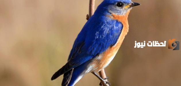 صوت صفير البلبل چیست