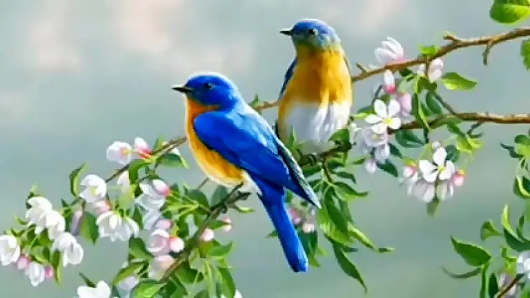 صوت صفير البلبل