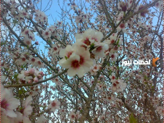 صور ورد ابيض