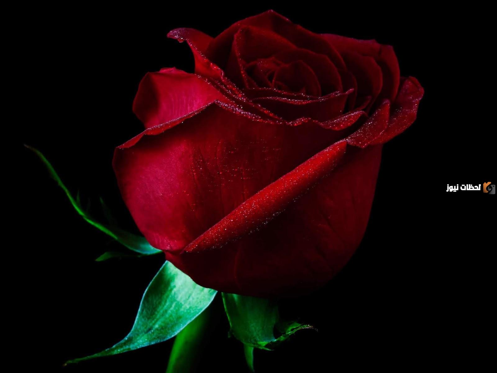 صور ورد جوري