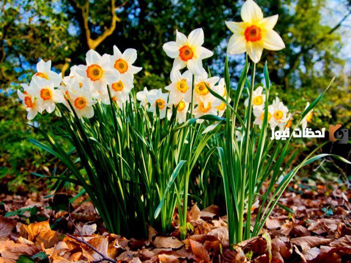 كل ما يهمك حول زهرة النرجس البيضاء