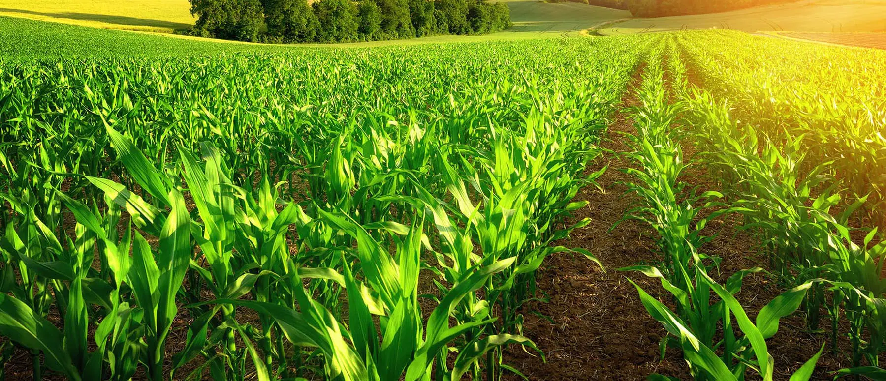 كيف يمكنني الحصول على  قرض البنك الزراعي بالسعودية