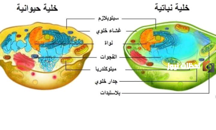 ما الفرق بين الخلية النباتية والخلية الحيوانية؟