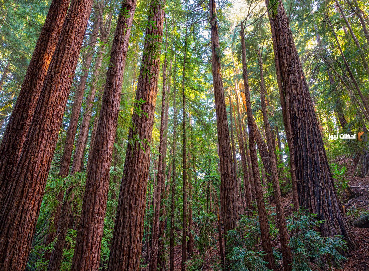 ما طول الشجرة 15 30 55