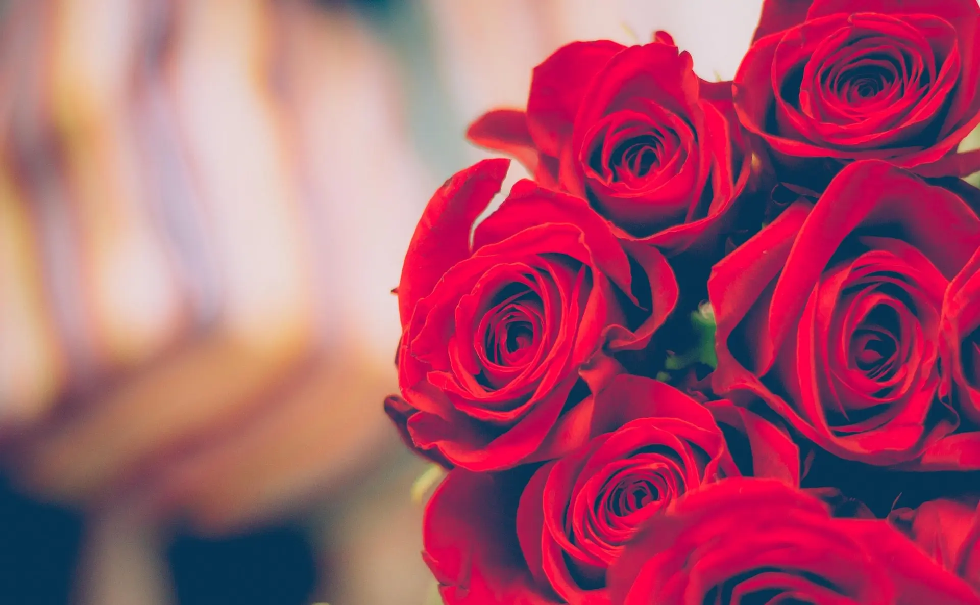 ما معنى الورد الأحمر في الحب