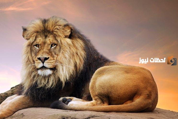 نسبة الغيرة لدى برج الأسد في الحب