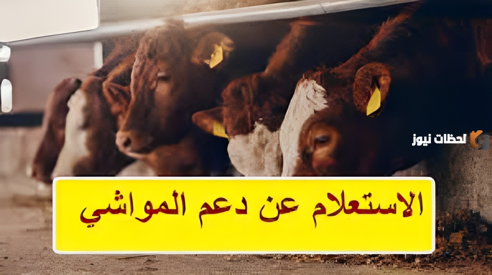 وزارة البيئة والمياه توضح طريقة الاستعلام حول دعم المواشي بالسعودية 
