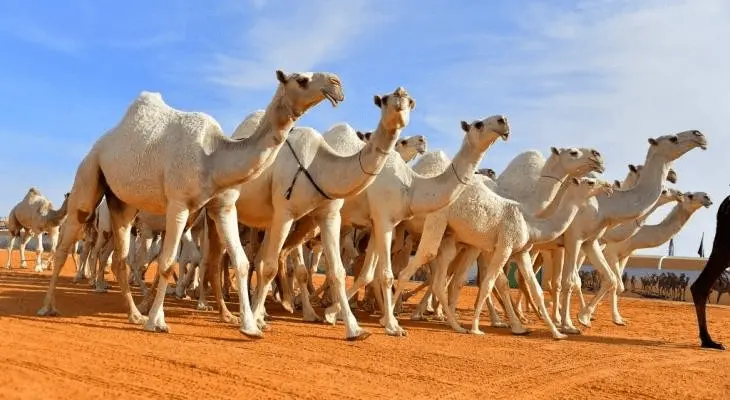 قيمة جائزة الملك عبدالعزيز