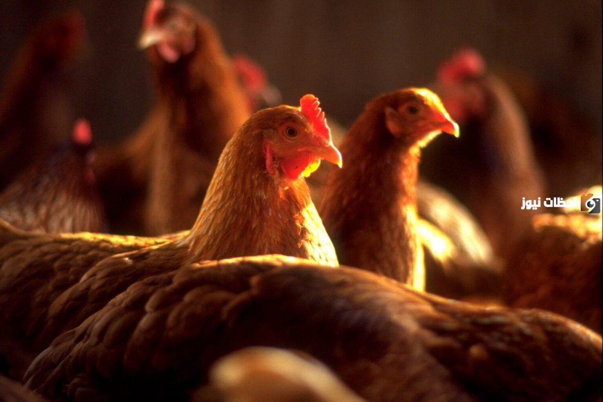 جودة منتجات الدواجن في البورصة