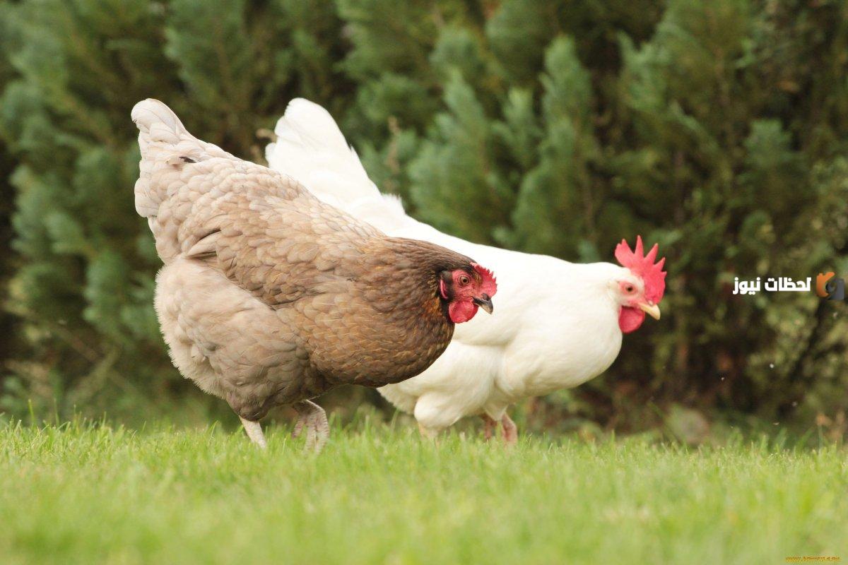 توقعات سوق الدواجن في مصر