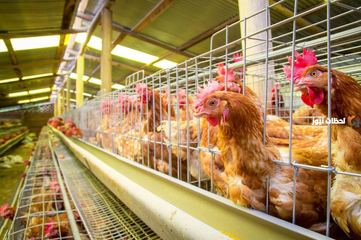 سعر الدواجن في الأسواق المصرية