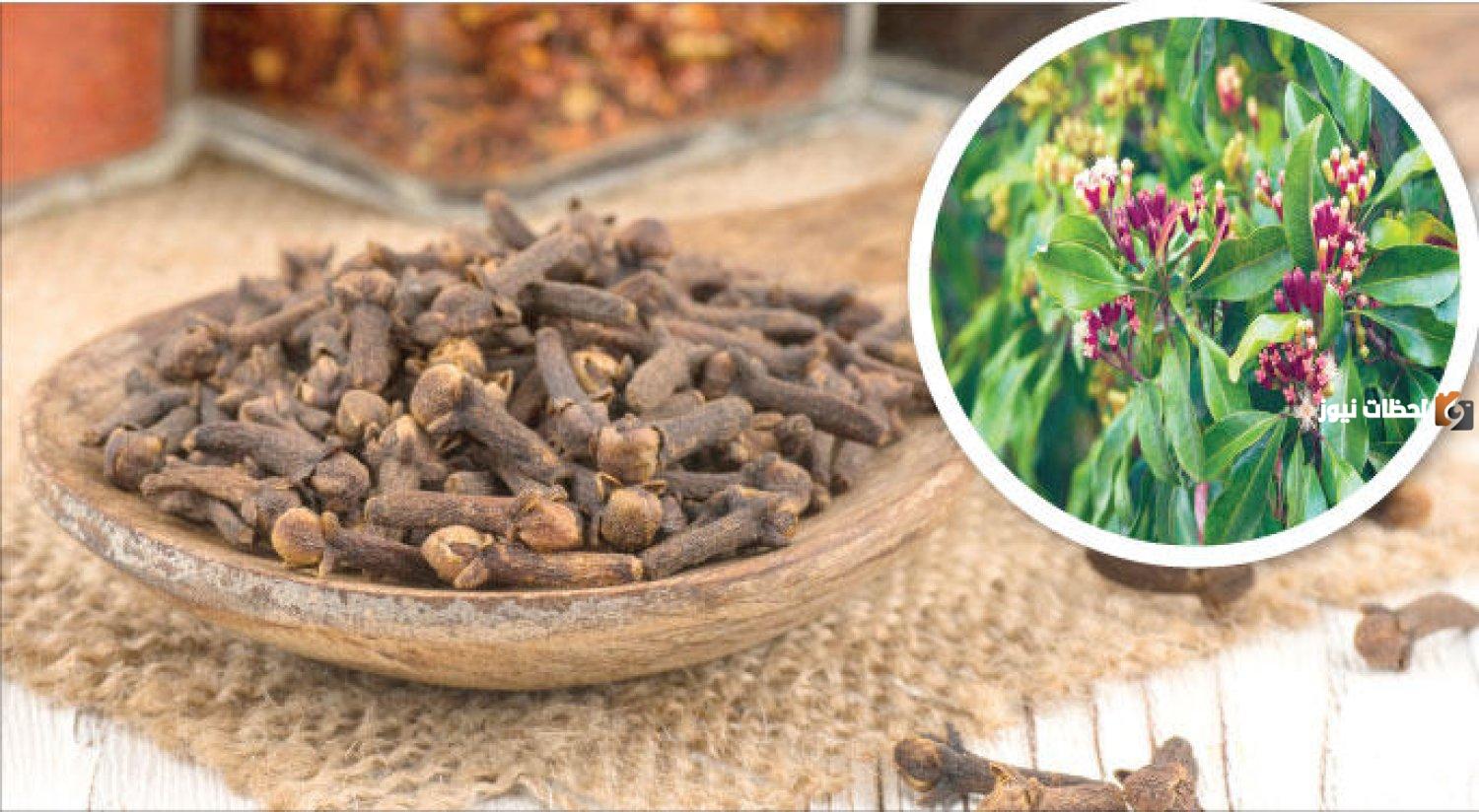 طريقة زراعة القرنفل في البيت بكل سهولة من البداية حتى الحصاد