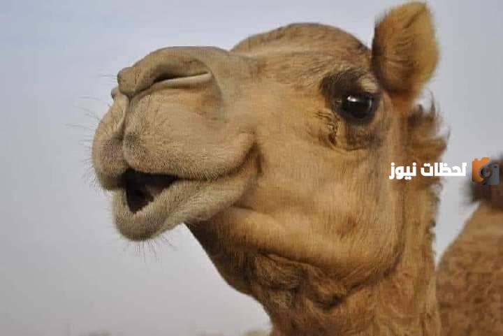 من هو الصحابي الذي بركت ناقة الرسول عند بيته