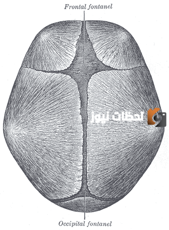 ما هو اليافوخ بالصور