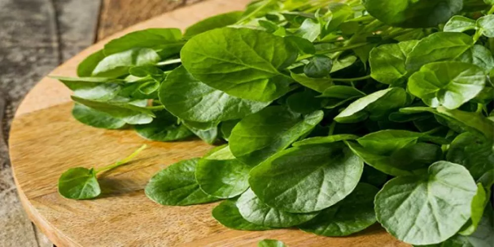 أضرار زيت الجرجير للشعر