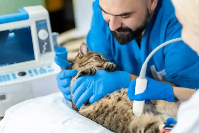 إليك معلومات قصيرة عن الطب البيطري