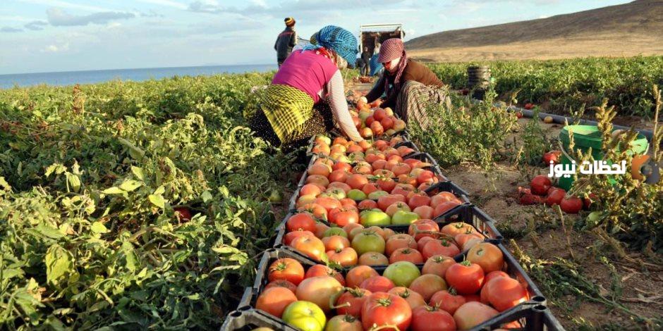 الارشاد الزراعي يقدم بعض النصائح لتربية النحل يجب الالتزام بها