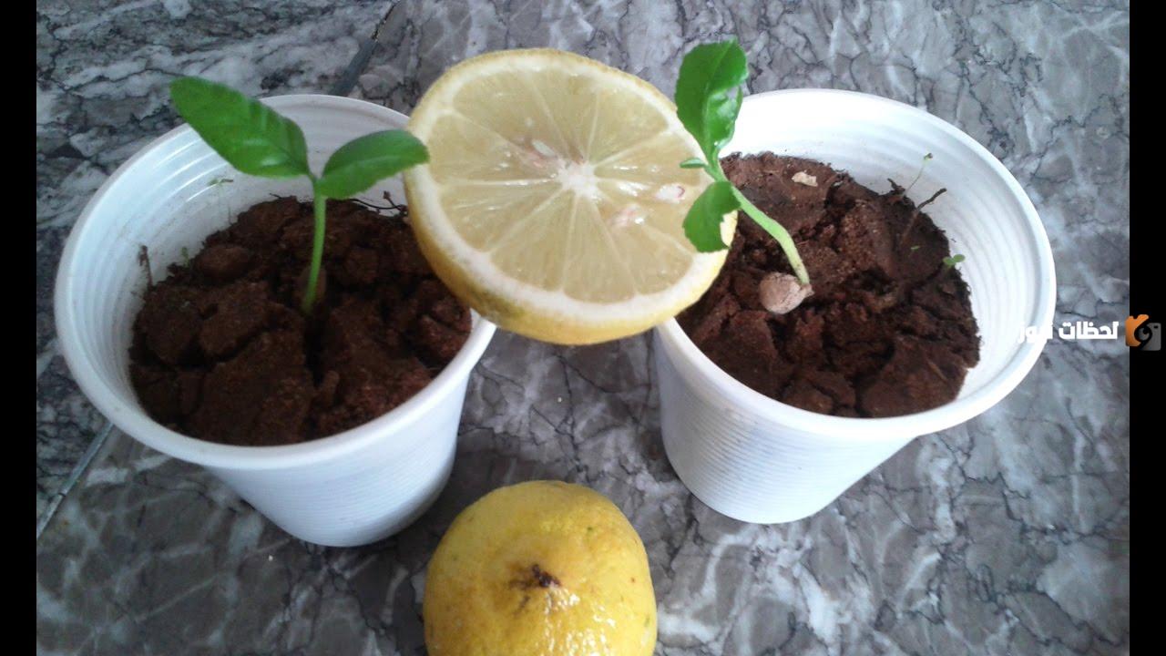 بثمرة ليمونة واحدة .. زراعة الليمون في المنزل بكل سهولة