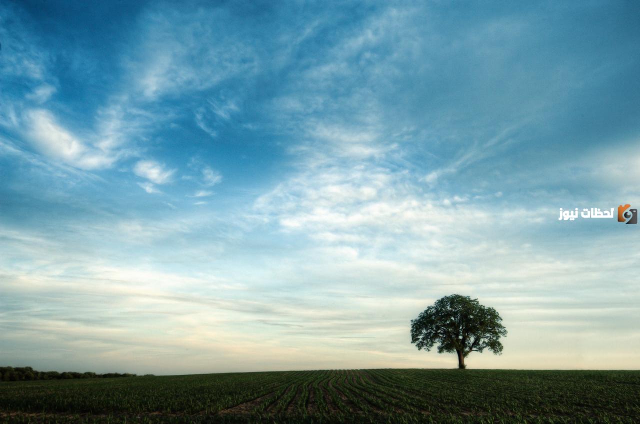 إليك مجموعة من حكم عن الشجرة