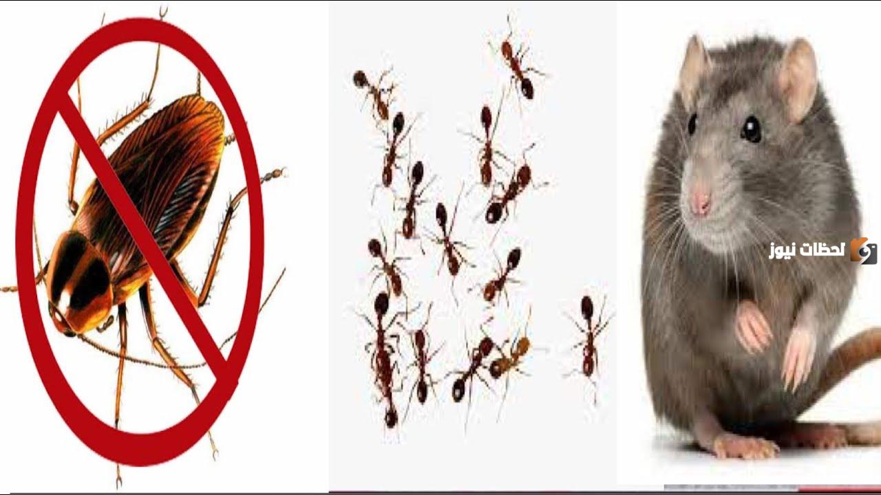 تخلص من الفئران والابراص والصراصير والنمل والبق