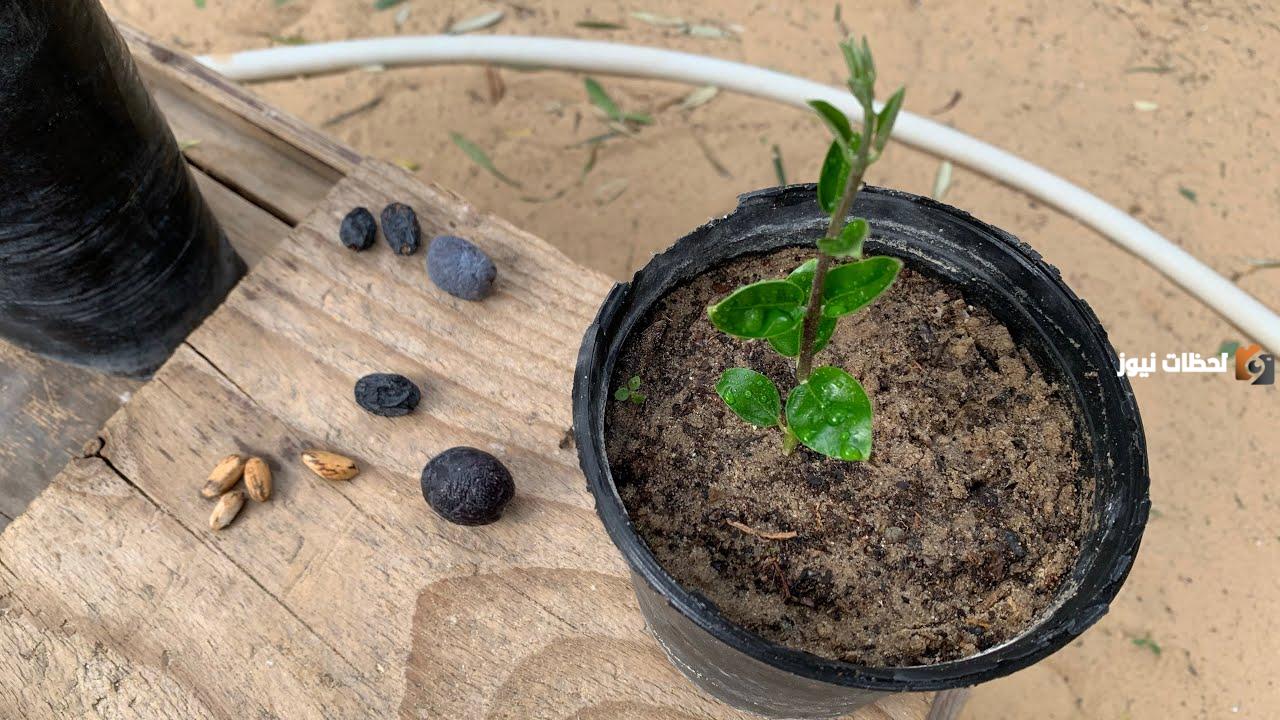 طريقة زراعة الزيتون في البيت بكل سهولة