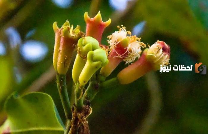 طريقة زراعة القرنفل في البيت بكل سهولة من البداية حتى الحصاد