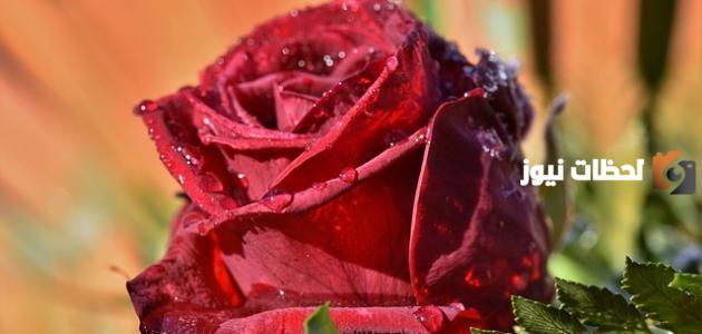 عبارات عن الورد الأبيض تويتر