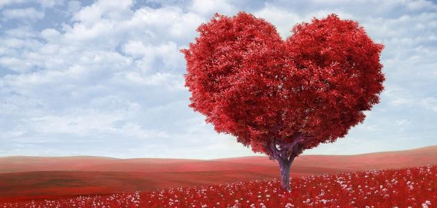 عبارات عن حب الزوج الوفي