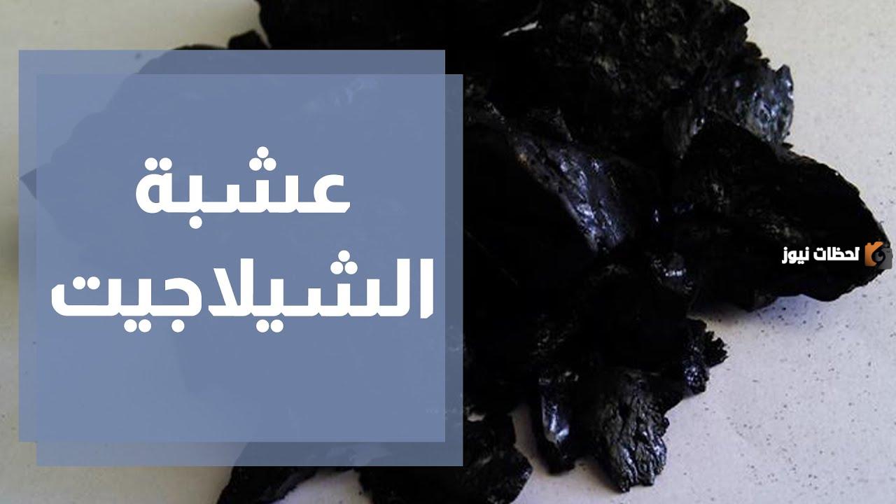 عشبة الشيلاجيت