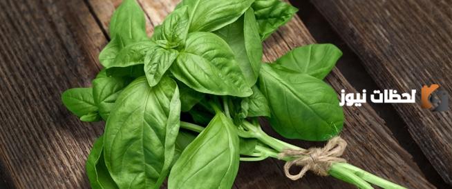 فوائد أوراق الريحان