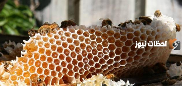 فوائد العسل الجبلي وكيفية معرفة الأصلي