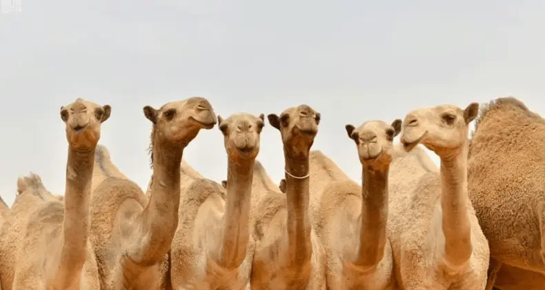 قيمة جائزة الملك عبدالعزيز
