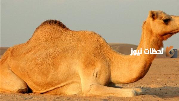 كم عمر الأضحية من الابل