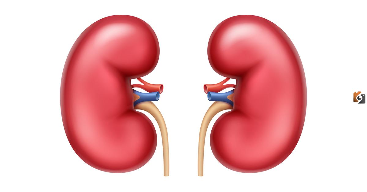 كم مرة تغسل الكلى نفسها؟