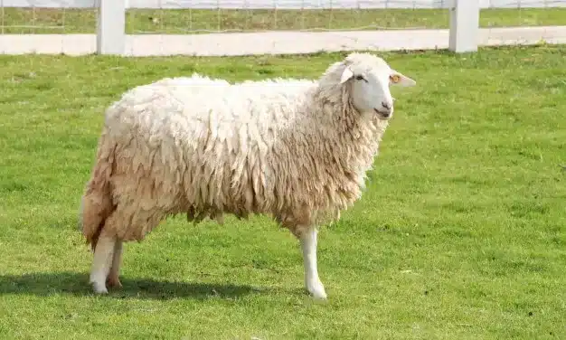 ما تفسير رؤية الكبش في المنام للحامل