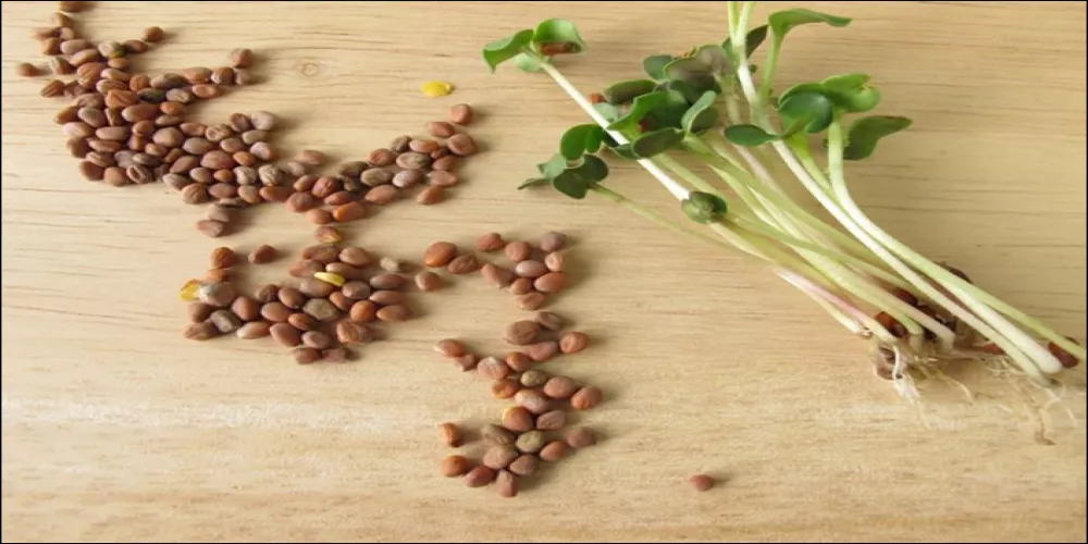 ماهي فوائد بذور الفجل مع العسل للجنس