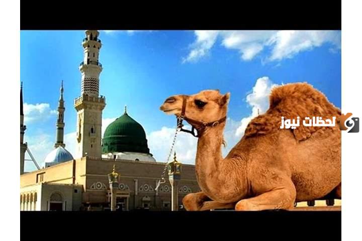 من هو الصحابي الذي بركت ناقة الرسول عند بيته