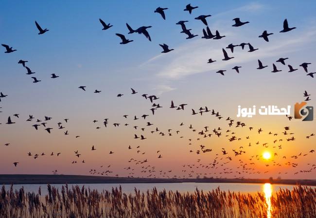 موعد هجرة الطيور