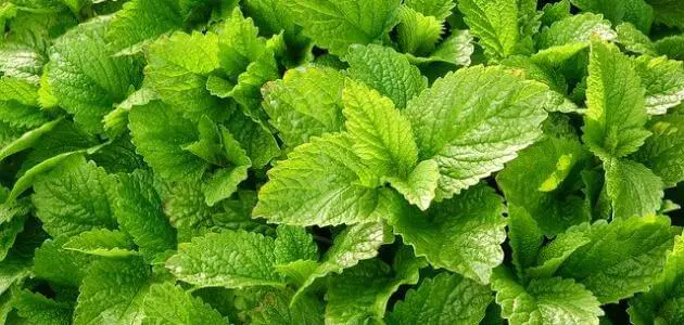 هل المليسة ترفع ضغط الدم