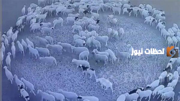 هل ظاهرة دوران الحيوانات حول نفسها من علامات الساعة