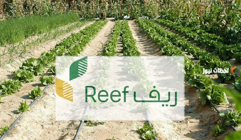 وزارة الموارد البشرية تُجيب على سؤال هل دعم الريف يؤثر على حساب المواطن؟ وماهي عقوبة إخفاء مصادر الدخل