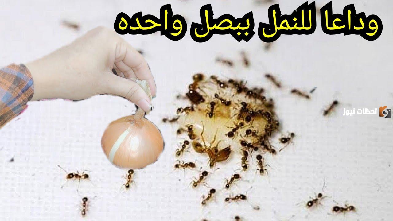 وصفة التخلص من الحشرات بالبصل في المنزل